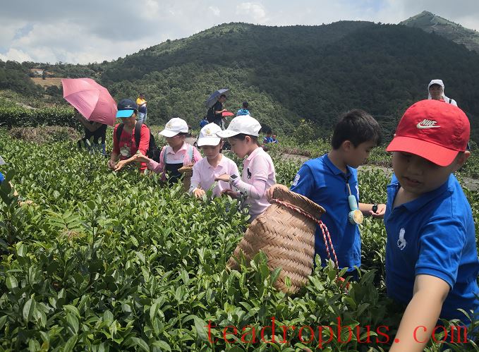 Guoxin Green Valley, One of the Top Ten Gold Medal Tea Estates in Anxi: The Romance and Poetry of Staying Amidst the Tea Garden-10