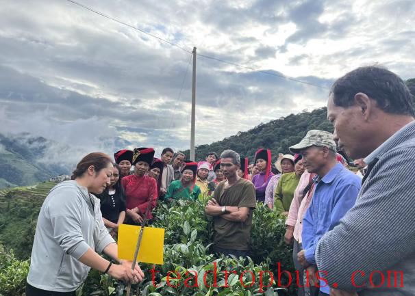 Lvchun County Conducts 2025 Autumn and Winter Tea Garden Technical Management Training-4