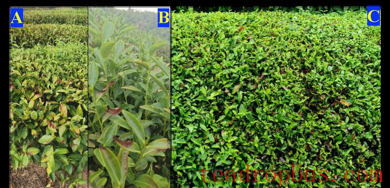 Recovery Measures for Tea Plants After Extreme Heat and Drought Disasters-1