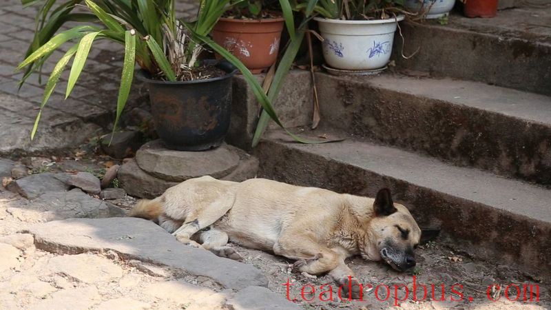 Lao Xu on Tea: Lao Xu Takes You to the Starting Point of the Tea Horse Trail—Yibang Ancient Town-4