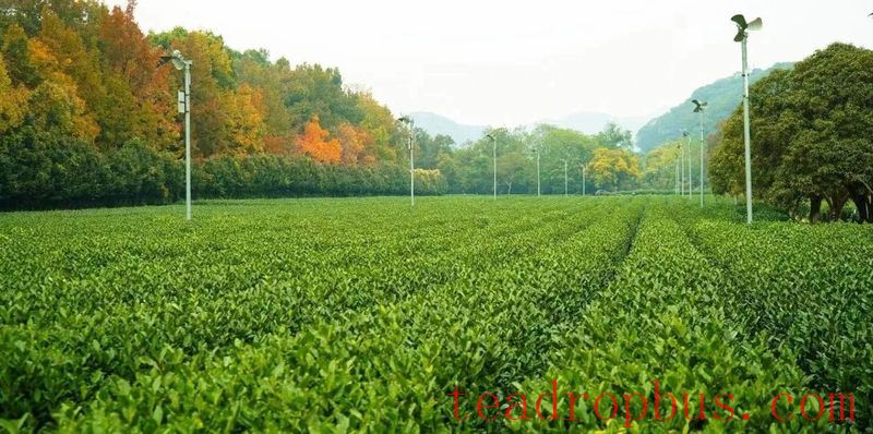 Intangible Cultural Heritage of Humanity: Traditional Chinese Tea Processing Skills - Green Tea Chapter ① – West Lake Longjing-4