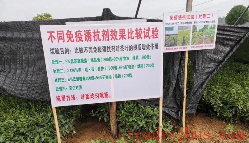 Spring Tea Garden Management Measures-3