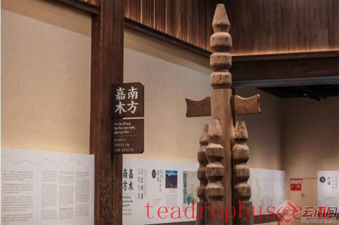 Guarding Jingmai: A Thriving Coexistence of Man and Tea-2