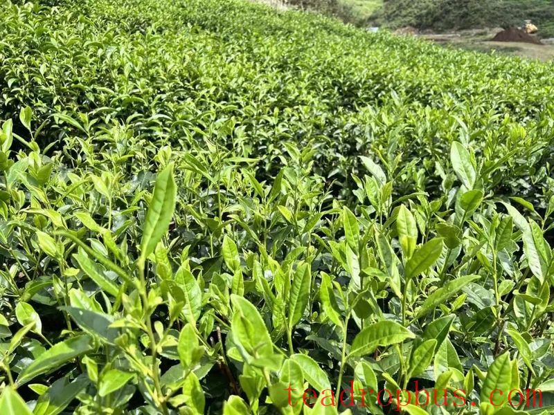 Winter Management Highlights: Tea Gardens Engaged in Autumn-Winter Management Training-26