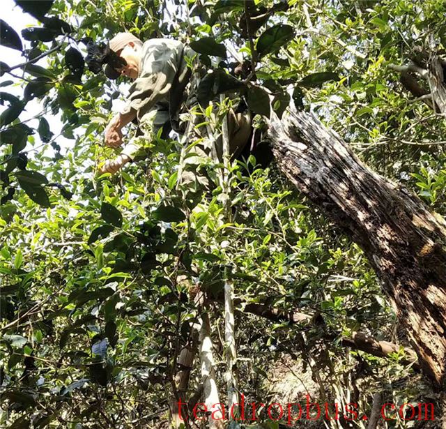 Yiwu Bohetang Second-Class Ancient Tree Spring Tea Price 2024-1