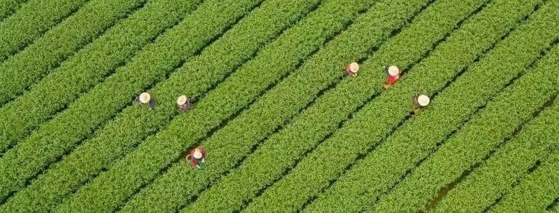 Technical Guidelines for Spring Tea Production in 2025-1