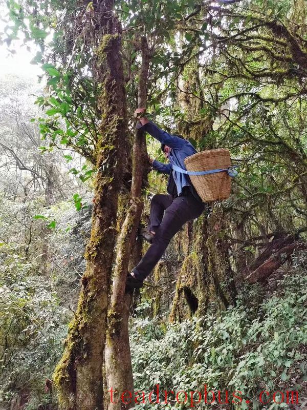 Jinggu Yizhi: The Aroma of Wild Tea in the Mountains Keeps Tea Farmers Busy Picking-9