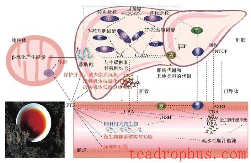 The Liu Zhonghua Academy Team Discusses the Gastrointestinal Regulation Efficacy of Anhua Dark Tea-4