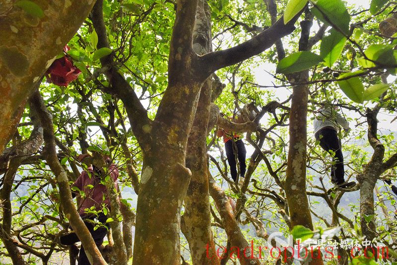 Mangshui Changning: The Spring Tea Flourishes with the Waters of the Lancang, the Ancient Trees of the Origin are All Good-4