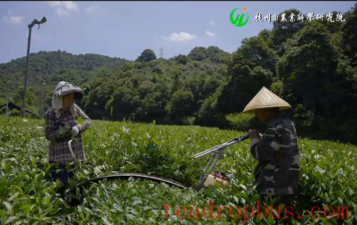 Hangzhou Tea Matters: Summer Pruning of Tea Shoot Tips-1