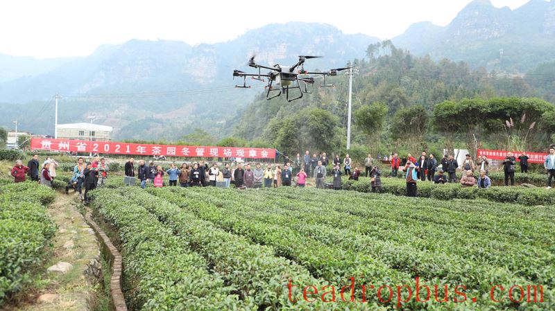 Winter Management Field Observation Meeting for 2025 Tea Gardens Held in Sandu-5