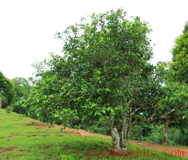 Tea Region of Wenshan Prefecture (Part 2)-2