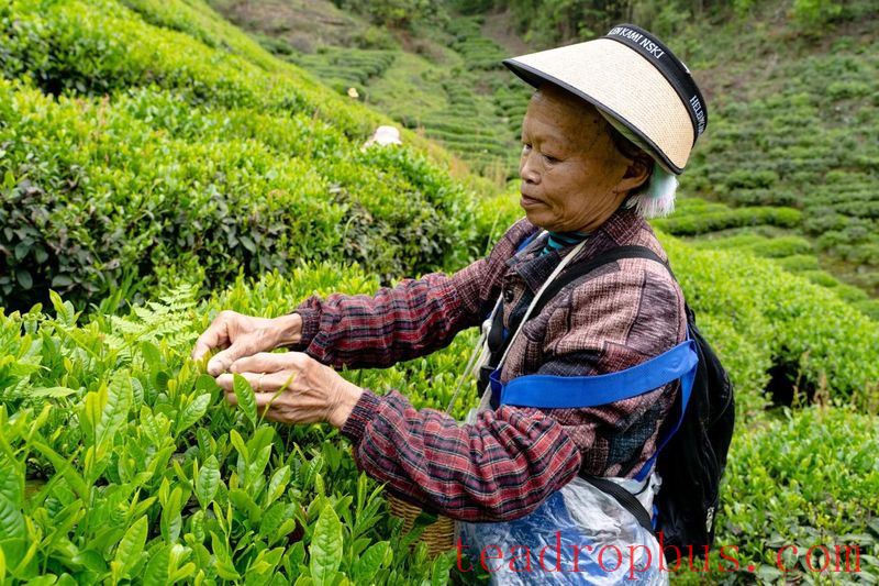 Tuanshan Village: The Mountains Bloom with 