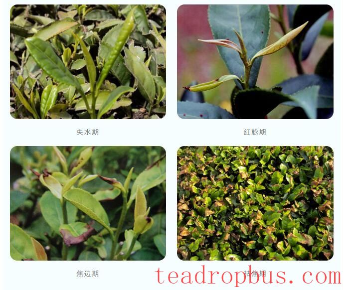 The Occurrence Pattern and Control Techniques of the Tea Green Leafhopper-2