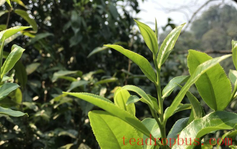 Hubei Enshi Creates a “Tea Industry Chain” Financing Model Through Quadruple Collaboration-1