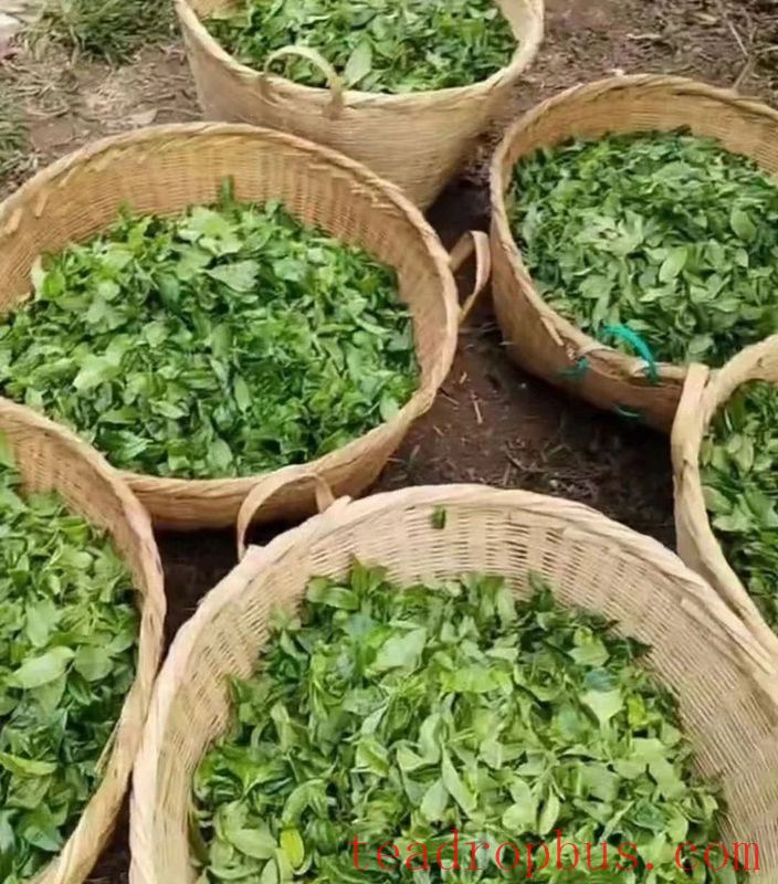 Mawan Town: The Ancient Tea Garden Area of Wenling Helps Increase Farmers' Income-3