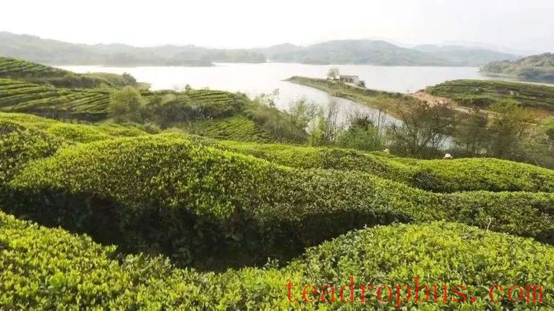 Guidance on the Spring Tea Production in Yingshan County-1