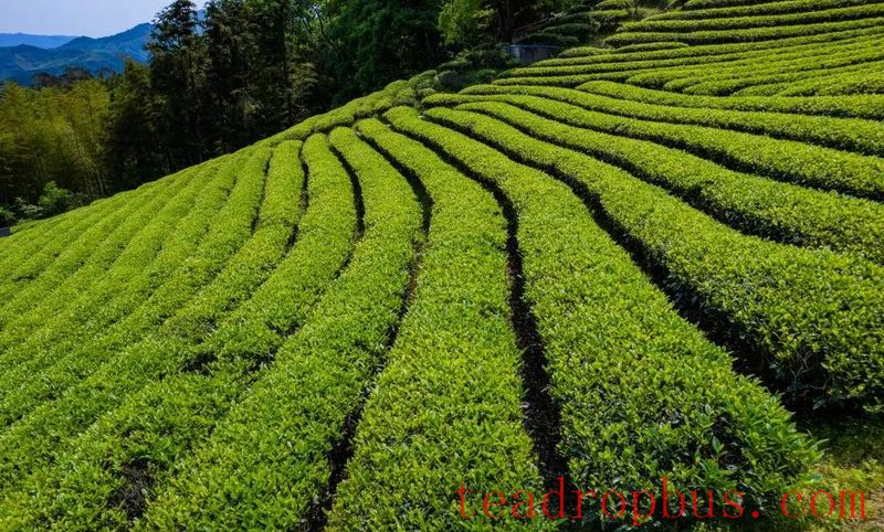 Wuyi Mountain's Bajiaoting Longxu Tea-3