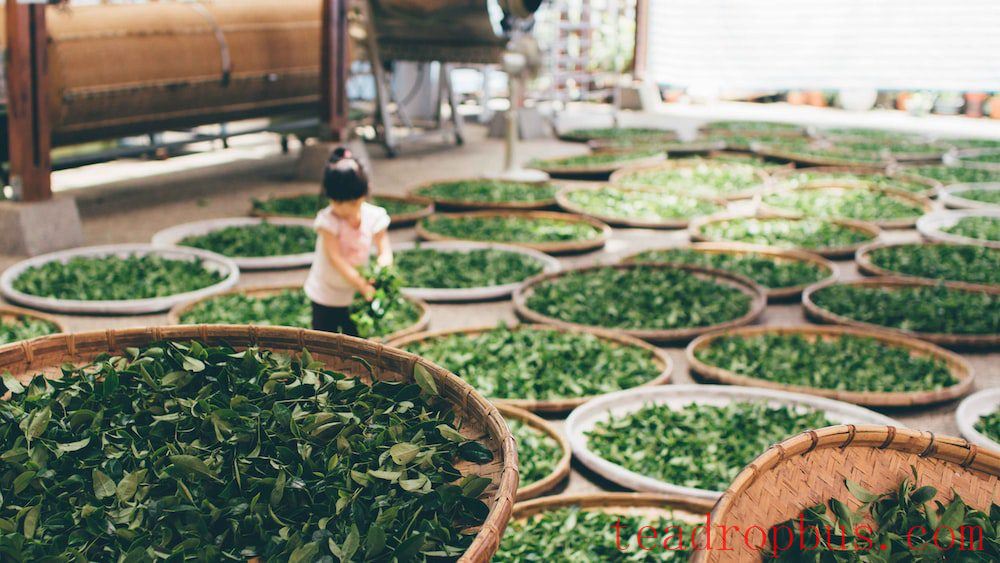 The Development of Tea Culture-1