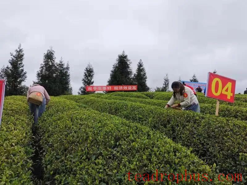 Spring Tea Harvest Begins in Zunyi, Double-Hand Picking Boosts Income and Efficiency-1