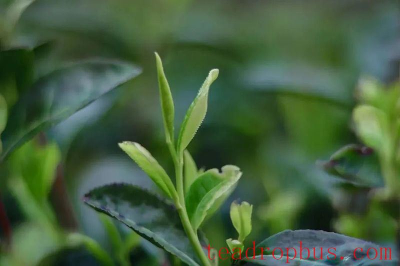 Ancient Perceptions of Fujian Tea: Frugality, Beauty, Harmony, and Reverence – Refreshing Joys of the Human Realm-8