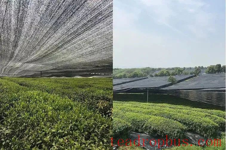 Prevention and Remedial Measures for Drought Damage in Tea Gardens-6