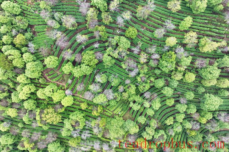 Mojiang: Tea Gardens Verdant After the Rain-1