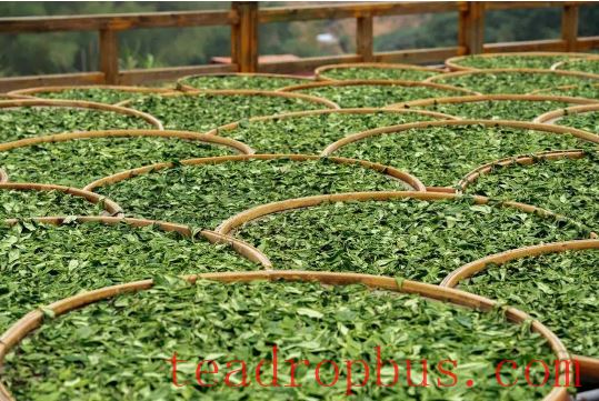 The Mystery of Bai Cha's Durability: Exploring the Secrets of Quality and Brewing-1