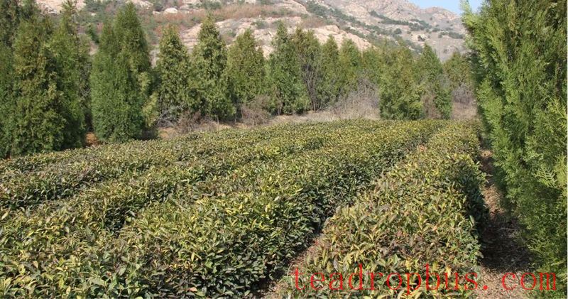 Key Technologies for Winter Protection and Management of Tea Gardens in Rizhao City-2