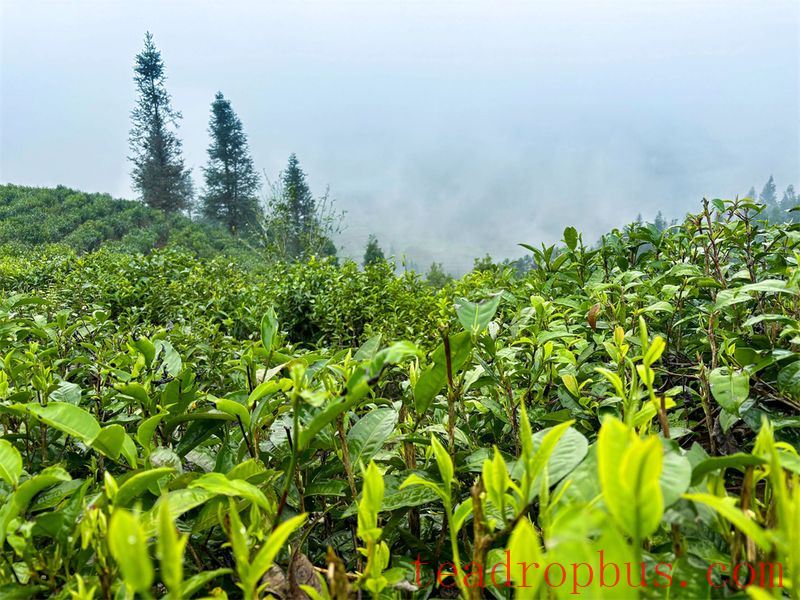 Malipo County: Ascend Spring Mountains to Harvest Spring Tea, Embark on a Quest for the 