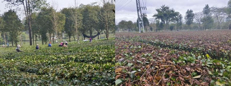 How Tea Production Can Cope with Severe Cold Weather-2