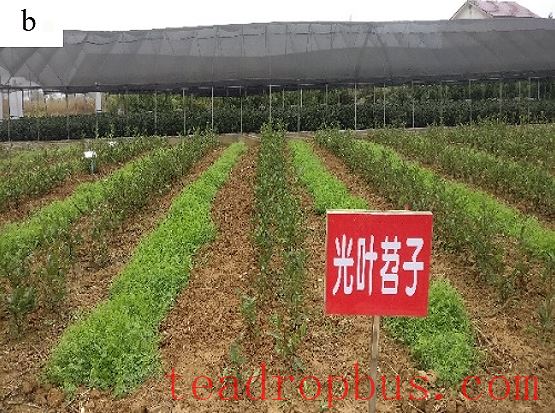Intercropping Winter Green Manure in Tea Gardens-2