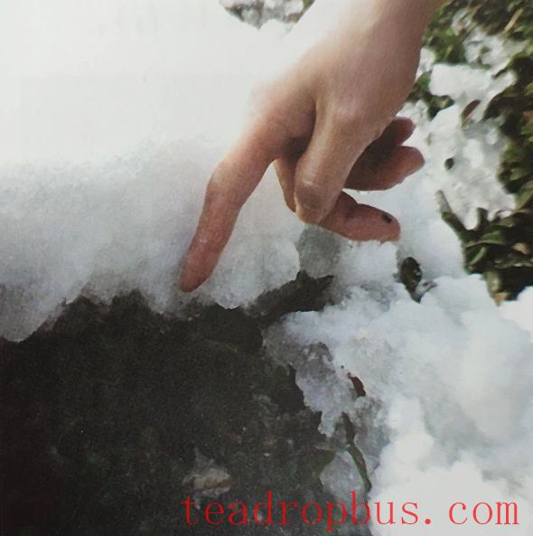 Physiological Protection of White Tea-1