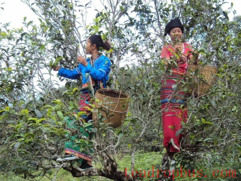 Tea-Aromatic Xishuangbanna: The Famous Pu'er Mountain of Man Nuoy-2