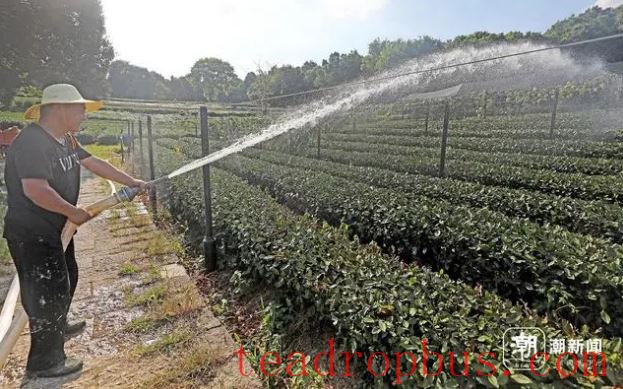 Hangzhou Endures High Temperatures as Tea Farmers Water to Fight Drought-8