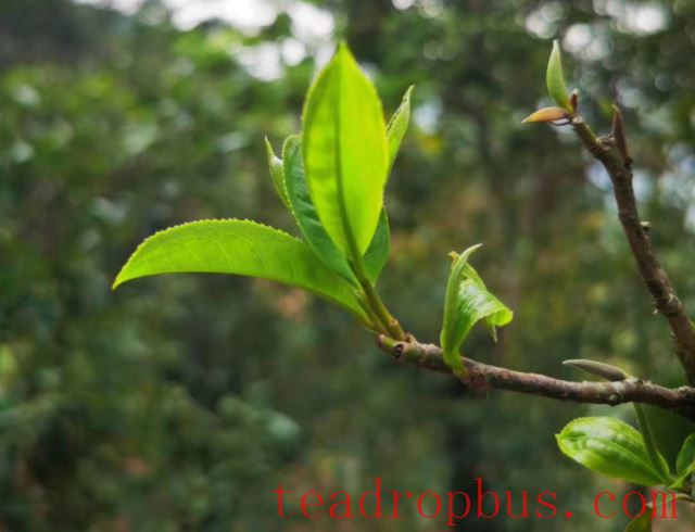Mengku Great Snow Mountain: The Birthplace of Tea Trees and a Paradise for Flora and Fauna-1