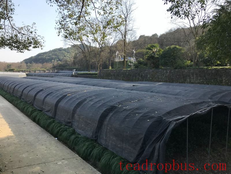 How to Safely Overwinter Tea Gardens? Winter Management Guide for Tea Gardens-1