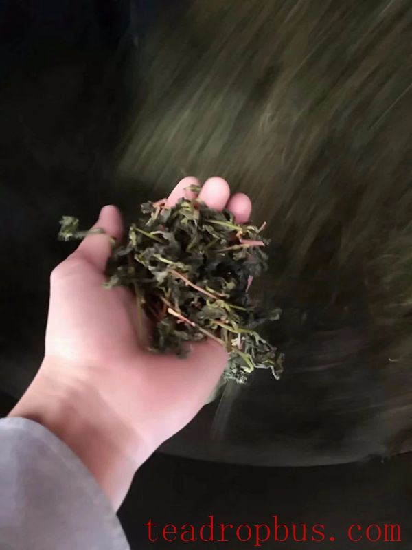 Unveiling the Initial Processing Techniques of Anxi Tieguanyin-7
