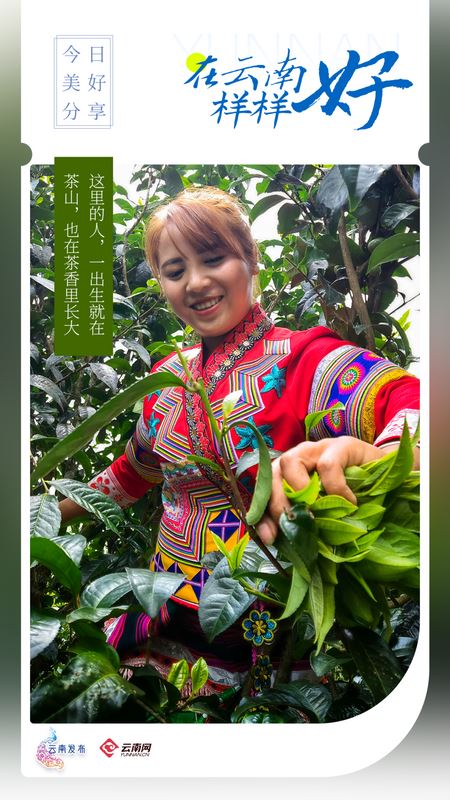 Here, people are born on the tea mountains and grow up in the aroma of tea.-1