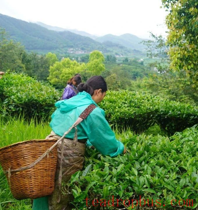 Jingdong County Plays the 'Eco-Card' in Tea Industry to Pave a Path for Farmers' Income Growth and Prosperity-3