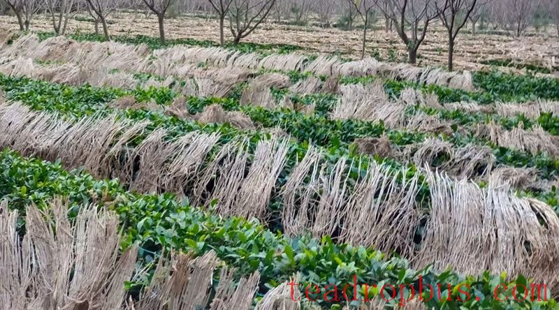 Guidance on Measures for Tea Trees in Rizhao City to Cope with Persistent Rain, Snow, and Freezing Weather-2