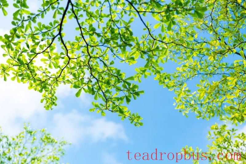 The heat of summer will pass, time is endless; enjoy a good cup of tea and spend the summer in peace!-1