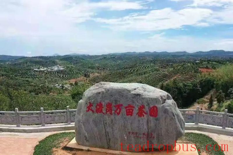 Tea Fragrance in Xishuangbanna: Dadaogang Tens-of-Thousands Mu Tea Garden-2