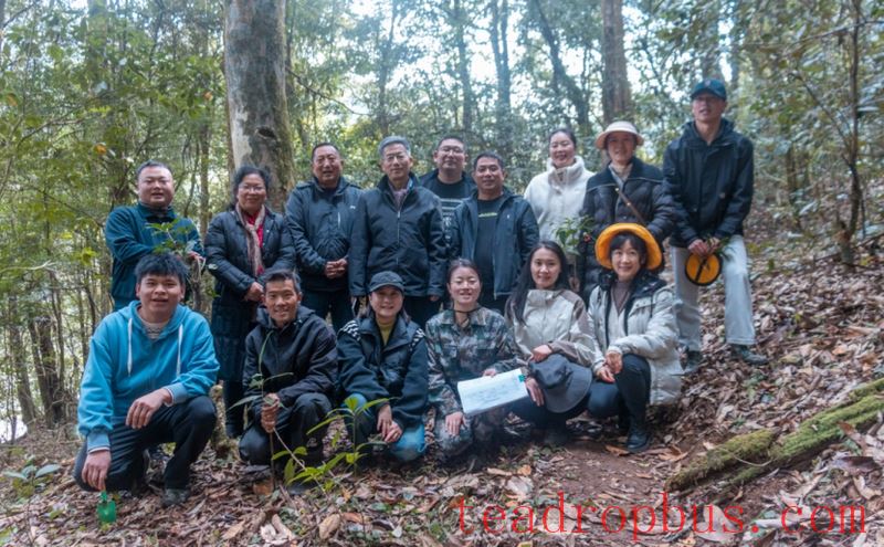 Exploring the Ancient Tea Mountains of Gengma, Unveiling the Secrets of Ancient Tea Trees-9