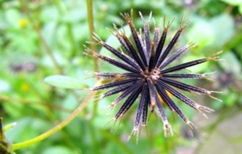 Can Bai Zhu be Used to Make Tea? —— Exploring the Amazing Benefits of this Herbal Tea-3