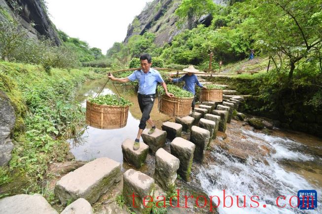Fujian's Mountains Yield Tea Leaves, Scent Travels Thousands of Miles-5