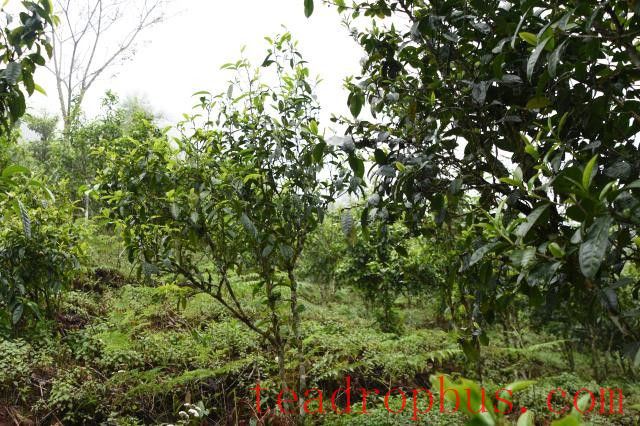 Puer Tea Production Areas-4