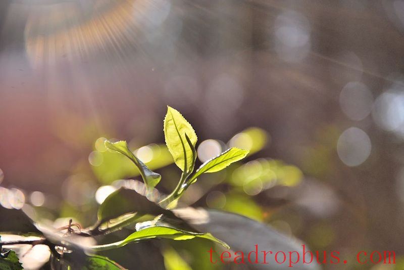 Changning's Heavenly Mountain Scenic Beauty, Pine Forests and Tea Fragrance-3