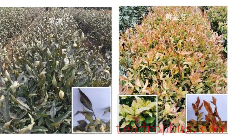 Tea and Meteorology: Types of Frost Damage in Tea Gardens and Low-Temperature Emergency Protection Techniques-4