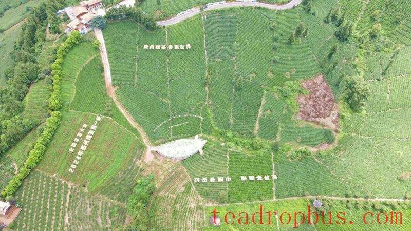 A Leaf with an Inviting Fragrance—Good News for the Pu'an County Tea Industry Once Again-1